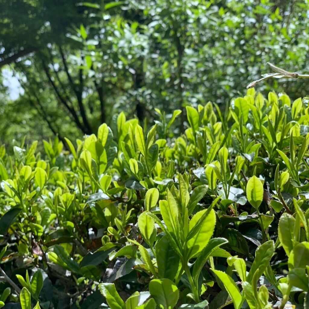 ③お茶の新芽_京都大山崎山荘_2024年5月